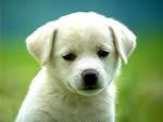 ~~***chien***~~
